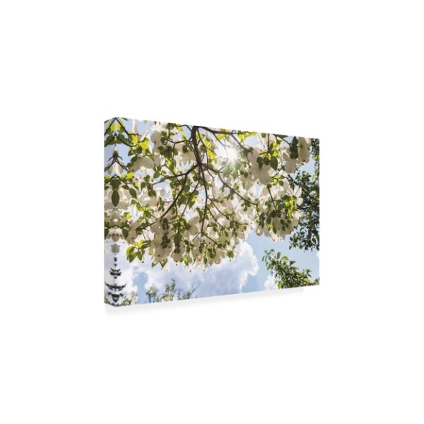 Kurt Shaffer Photographs 'Sunshine And Dogwood Flowers' Canvas Art,22x32